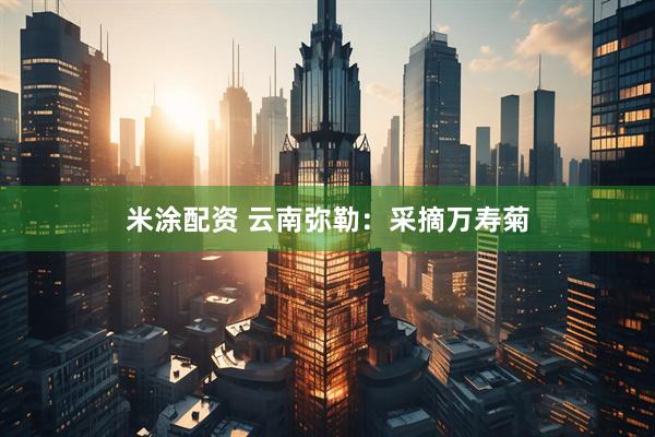 米涂配资 云南弥勒：采摘万寿菊